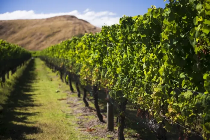 Framed Print : Vineyard at Clearview Estate Winery, Hastings, Hawkes Bay Region, North Island, New Zealand Framed Print : Vineyard at Clearview Estate Winery, Hastings, Hawkes Bay Region, North Island, New Zealand