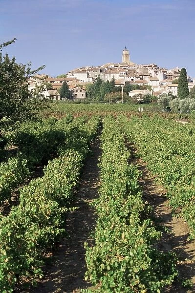 Vineyard, Cote du Rhone, Sablet, Vaucluse, Provence, France, Europe