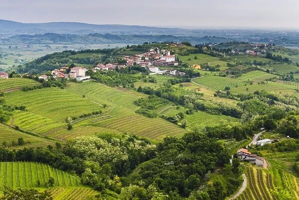 Vineyard countryside surrounding Kozana, Goriska Brda (Gorizia Hills), Slovenia, Europe