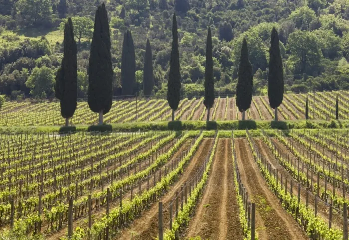 Framed Print : Vineyard and cypress trees, San Antimo, Tuscany, Italy, Europe Framed Print : Vineyard and cypress trees, San Antimo, Tuscany, Italy, Europe