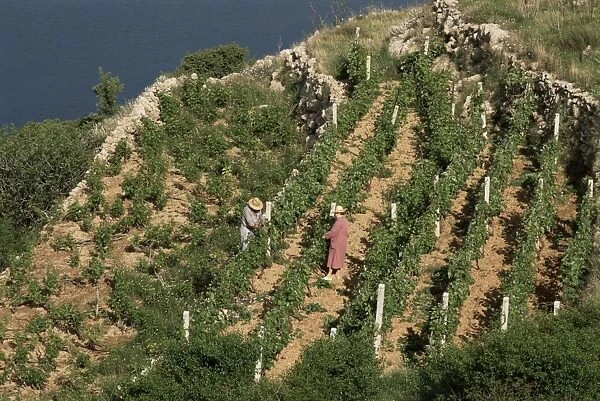 Vineyard, Dalmatian coast, Croatia, Europe