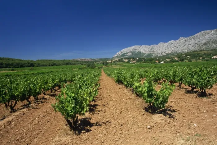 Framed Print : Vineyard at foot of Mont Ste. -Victoire, near Aix-en-Provence, Bouches-du-Rhone Framed Print : Vineyard at foot of Mont Ste. -Victoire, near Aix-en-Provence, Bouches-du-Rhone