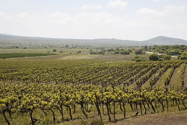 Vineyard in the Golan Heights, Israel, Middle East