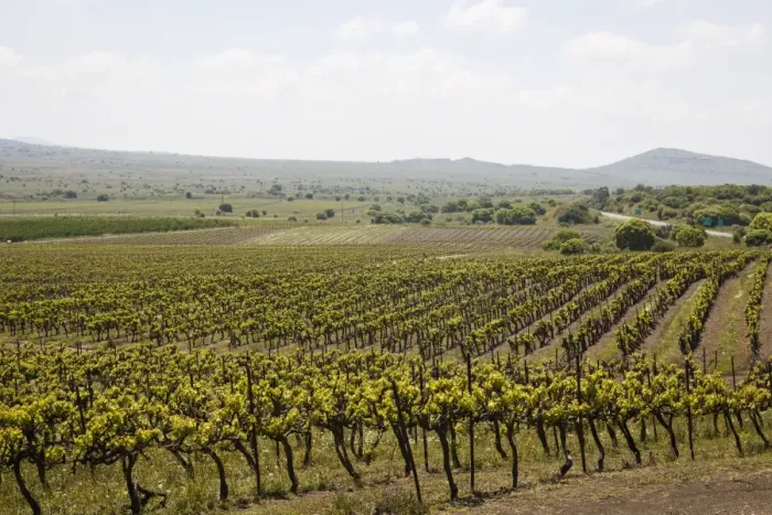 Framed Print : Vineyard in the Golan Heights, Israel, Middle East Framed Print : Vineyard in the Golan Heights, Israel, Middle East