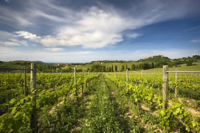 Framed Print : Vineyard with the hill town of Montepulciano in the distance, Tuscany, Italy, Europe Framed Print : Vineyard with the hill town of Montepulciano in the distance, Tuscany, Italy, Europe