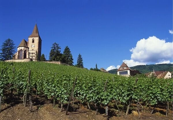 Vineyard, Hunawihr, Upper Alsace, France