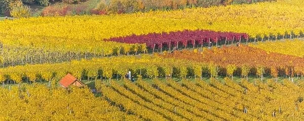 Vineyard Kappelberg, Herbst, Baden-Wurttemberg, Germany, Europe