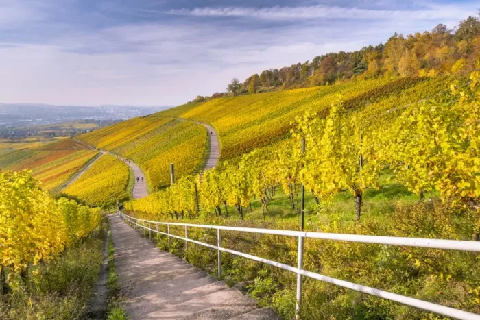 Framed Print : Vineyard Kappelberg, Herbst, Baden-Wurttemberg, Germany, Europe Framed Print : Vineyard Kappelberg, Herbst, Baden-Wurttemberg, Germany, Europe