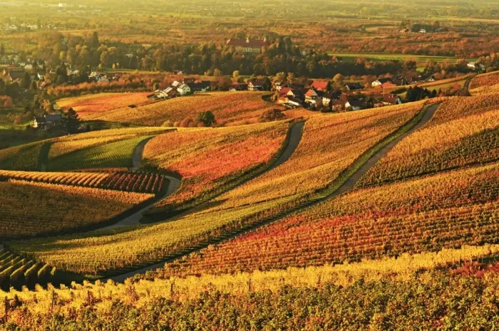 Framed Print : Vineyard landscape and Blumberg village, Ortenau, Baden Wine Route, Baden-Wurttemberg, Germany, Europe Framed Print : Vineyard landscape and Blumberg village, Ortenau, Baden Wine Route, Baden-Wurttemberg, Germany, Europe