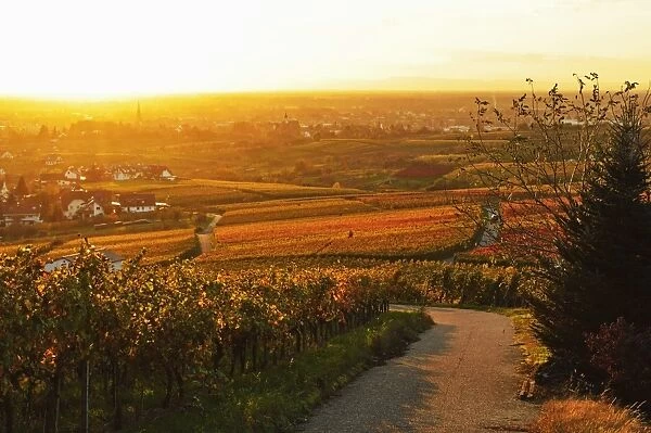 Vineyard landscape and Buehlertal village, Ortenau, Baden Wine Route, Baden-Wurttemberg, Germany, Europe