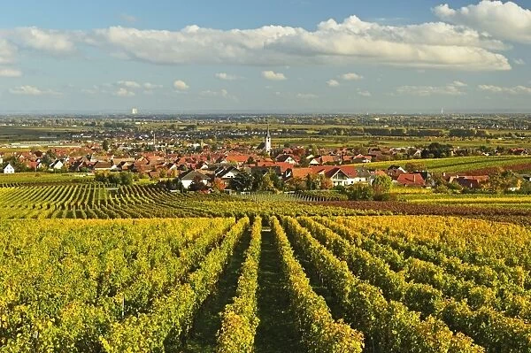 Vineyard landscape and Maikammer village, German Wine Route, Rhineland-Palatinate, Germany, Europe