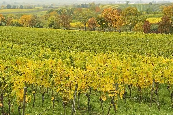 Vineyard landscape, near Neustadt, German Wine Route, Rhineland-Palatinate, Germany, Europe