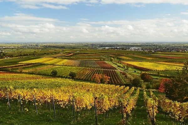 Vineyard landscape, near St. Martin, German Wine Route, Rhineland-Palatinate, Germany, Europe
