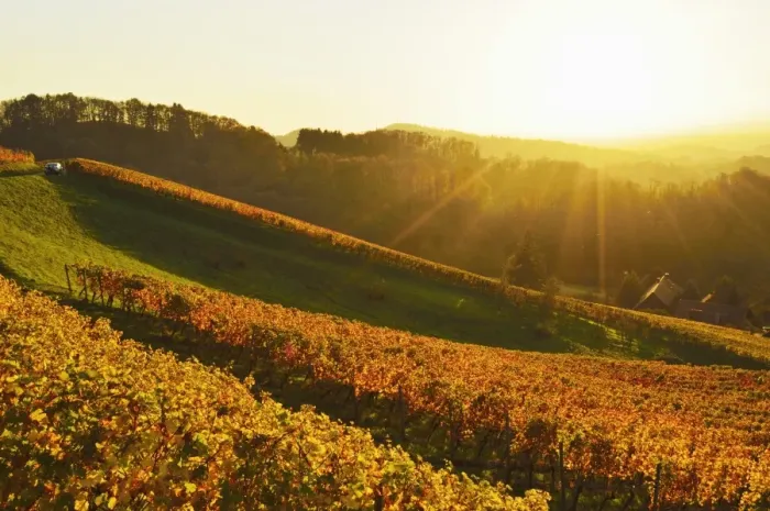 Framed Print : Vineyard landscape, Ortenau, Baden Wine Route, Baden-Wurttemberg, Germany, Europe Framed Print : Vineyard landscape, Ortenau, Baden Wine Route, Baden-Wurttemberg, Germany, Europe