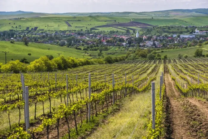 Framed Print : Vineyard landscape in Transylvania, near Brasov, Romania, Europe Framed Print : Vineyard landscape in Transylvania, near Brasov, Romania, Europe