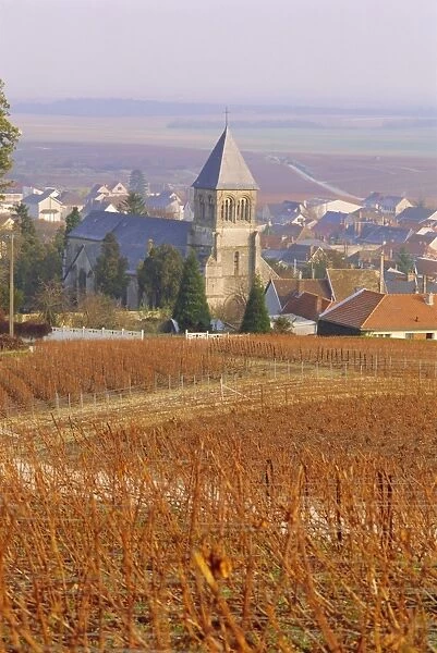 Vineyard, Le Mesnil sur Oger, Champagne, France, Europe