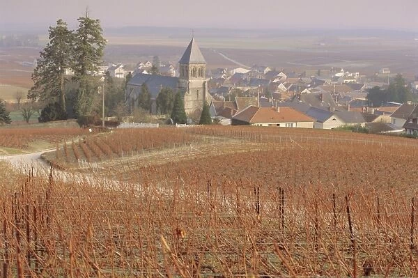 Vineyard, Le Mesnil sur Oger, France, Europe