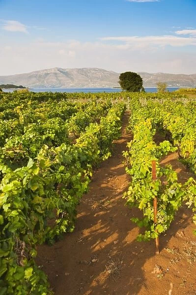 Vineyard, Lumbarda, Korcula Island, Dalmatian Coast, Adriatic, Croatia, Europe