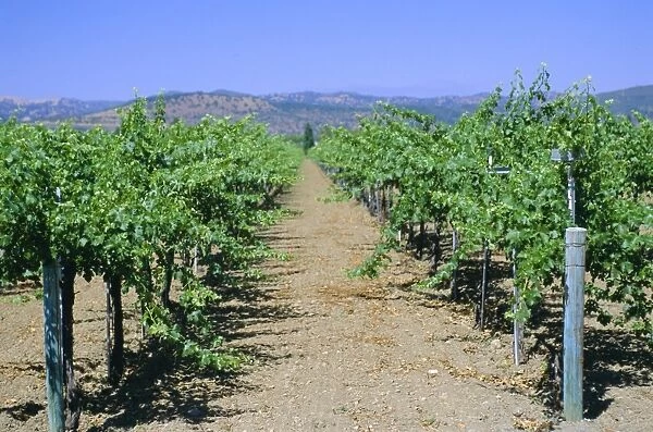 Vineyard, Napa Valley