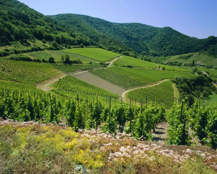 Framed Print : Vineyard near Ahrweiler Framed Print : Vineyard near Ahrweiler