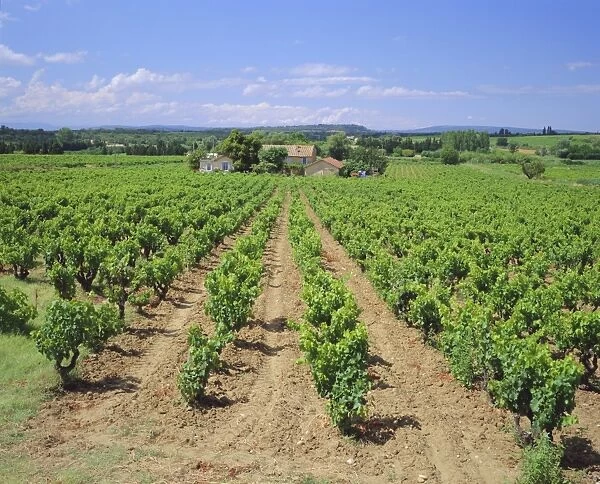 Vineyard near Chateauneuf-du-Pape, Provence, France, Europe