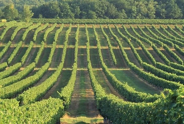 Vineyard near Monbazillac, Dordogne, Aquitaine, France, Europe