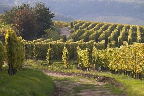 A vineyard near Niedermorschwihr, Haut Rhin, Alsace, France, Europe