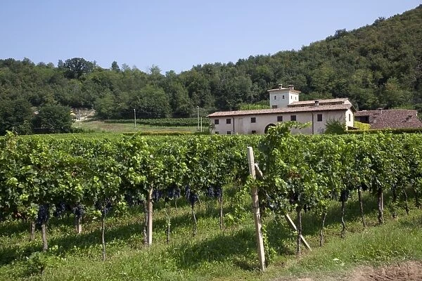 Vineyard near Parma, Emilia Romagna, Italy, Europe