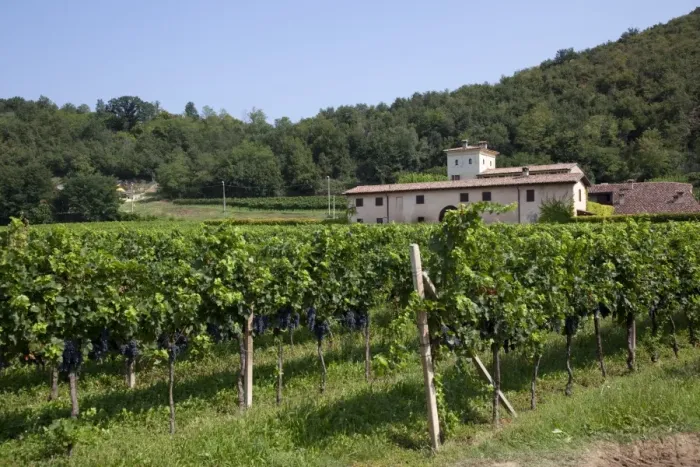 Framed Print : Vineyard near Parma, Emilia Romagna, Italy, Europe Framed Print : Vineyard near Parma, Emilia Romagna, Italy, Europe