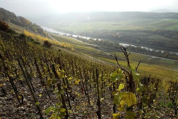 Vineyard near Saarburg, Saar Valley, Rhineland-Palatinate, Germany, Europe