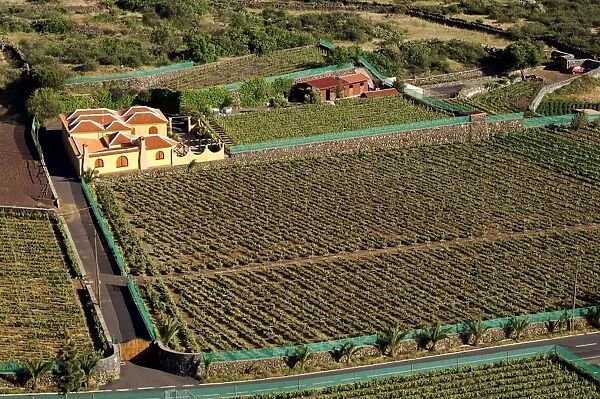 Vineyard near Santiago del Teide, Tenerife, Canary Islands, Spain, Atlantic, Europe