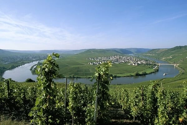 Vineyard near Trittenheim