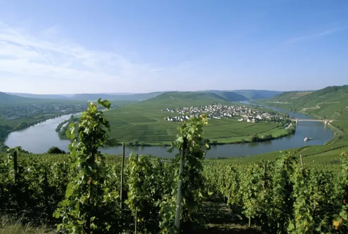Framed Print : Vineyard near Trittenheim Framed Print : Vineyard near Trittenheim