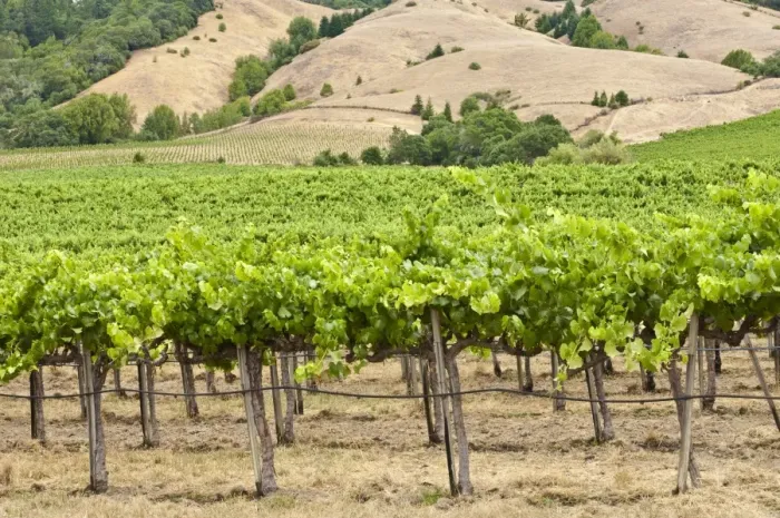 Framed Print : Vineyard in Northern California, United States of America, North America