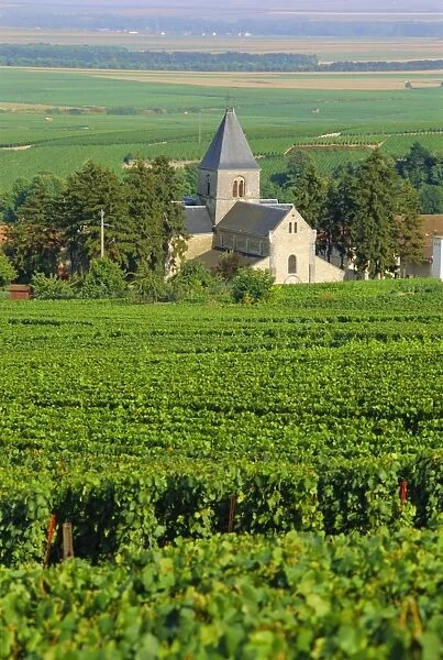 Vineyard, Oger, Champagne, France, Europe