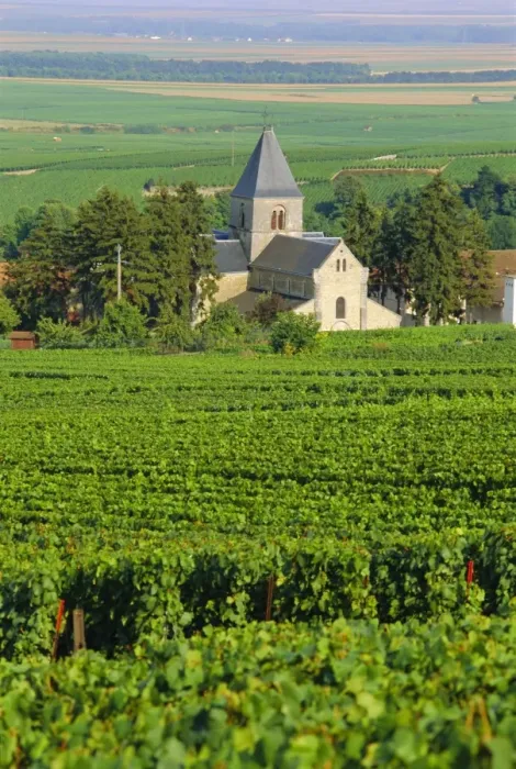 Framed Print : Vineyard, Oger, Champagne, France, Europe Framed Print : Vineyard, Oger, Champagne, France, Europe