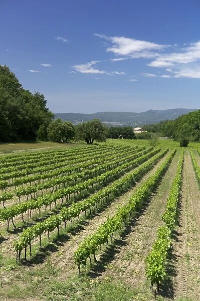 Vineyard, Petit Luberon, Provence, France, Europe