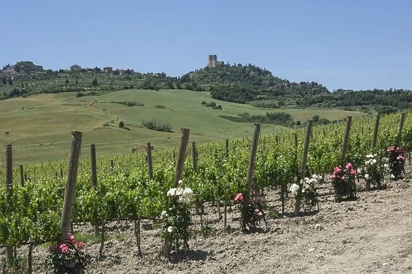 Vineyard with roses, traditionally planted to give early warning of vine disease, Val d Orcia, Tuscany, Italy, Europe