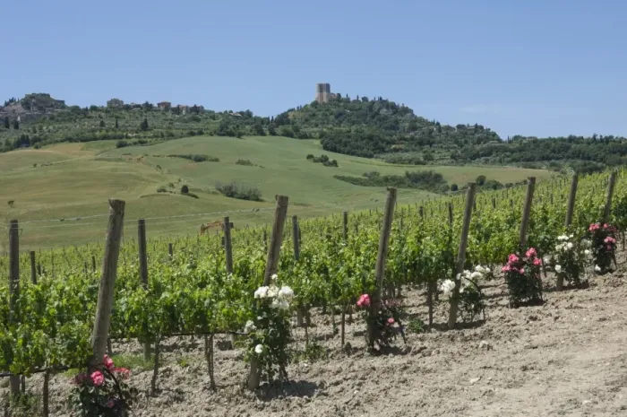 Framed Print : Vineyard with roses, traditionally planted to give early warning of vine disease, Val d Orcia, Tuscany, Italy, Europe Framed Print : Vineyard with roses, traditionally planted to give early warning of vine disease, Val d Orcia, Tuscany, Italy, Europe