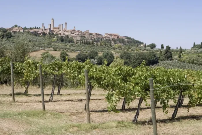 Framed Print : Vineyard with San Gimignano in background, Tuscany, Italy Framed Print : Vineyard with San Gimignano in background, Tuscany, Italy