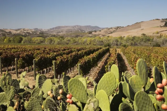 Framed Print : Vineyard, Santa Ynez, Santa Ynez Valley, Santa Barbara County, California, United States of America, North America Framed Print : Vineyard, Santa Ynez, Santa Ynez Valley, Santa Barbara County, California, United States of America, North America
