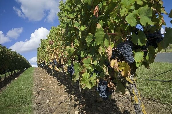 Vineyard, Saumur, Maine-et-Loire, Loire Valley, France, Europe