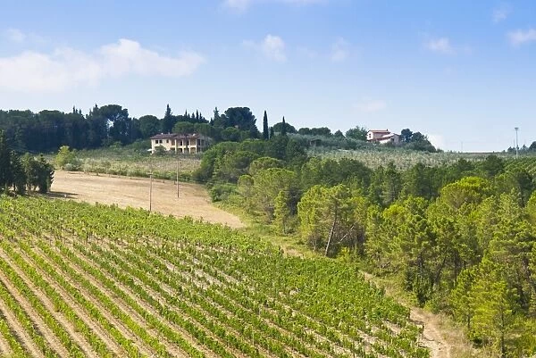 Vineyard, Strada in Chianti, Chianti area, Firenze province, Tuscany, Italy, Europe