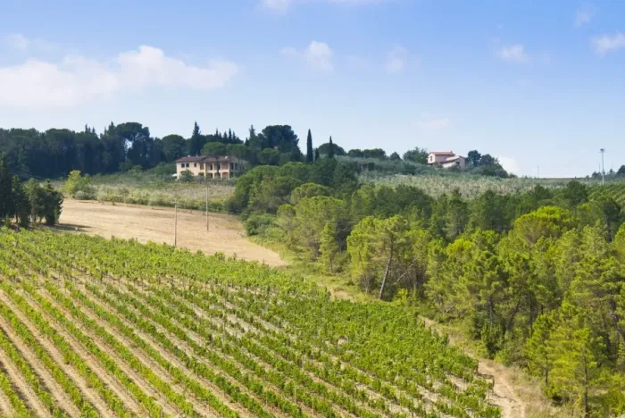 Framed Print : Vineyard, Strada in Chianti, Chianti area, Firenze province, Tuscany, Italy, Europe Framed Print : Vineyard, Strada in Chianti, Chianti area, Firenze province, Tuscany, Italy, Europe