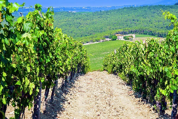 Vineyard, Strada in Chianti, Tuscany, Italy, Europe