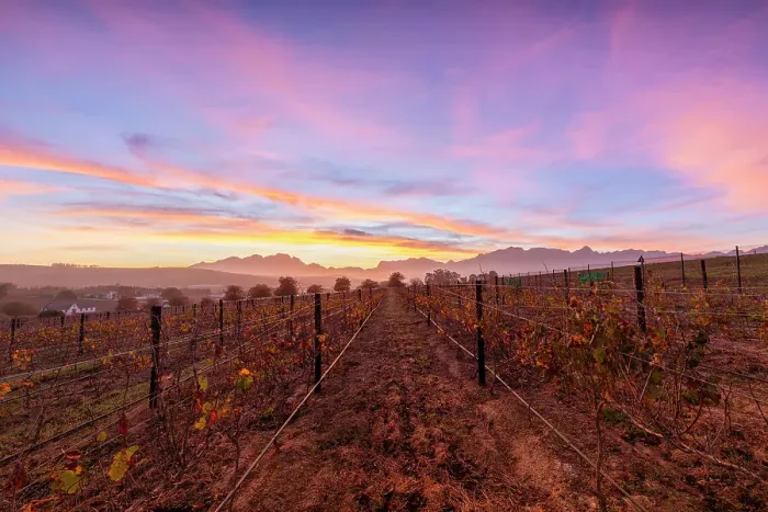 Framed Print : Vineyard at Sunrise, Stellenbosch, Western Cape Province, South Africa, Africa Framed Print : Vineyard at Sunrise, Stellenbosch, Western Cape Province, South Africa, Africa