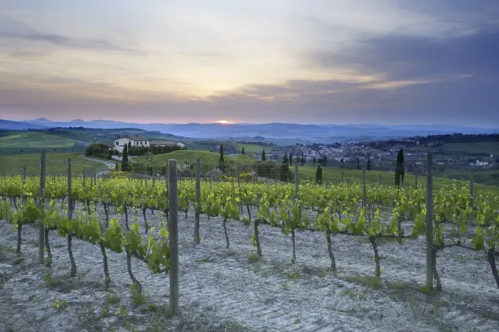 Framed Print : Vineyard at sunset above the village of Torrenieri, near San Quirico d Orcia