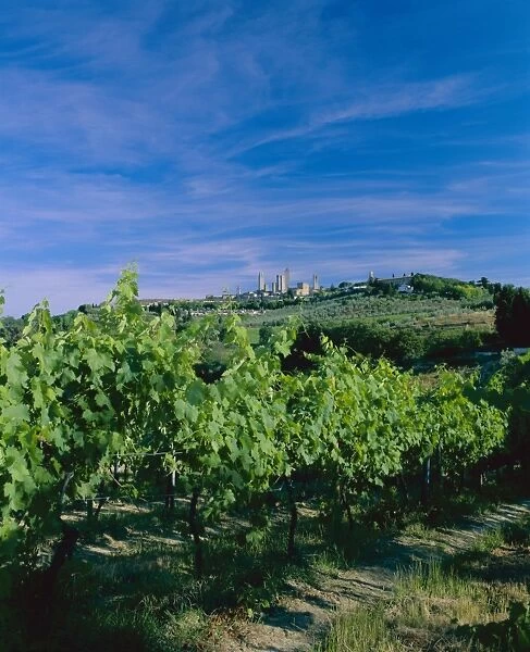 Vineyard and town in the distance