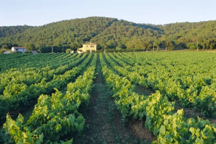 Framed Print : Vineyard, The Var, Cote d Azur, Provence, France Framed Print : Vineyard, The Var, Cote d Azur, Provence, France