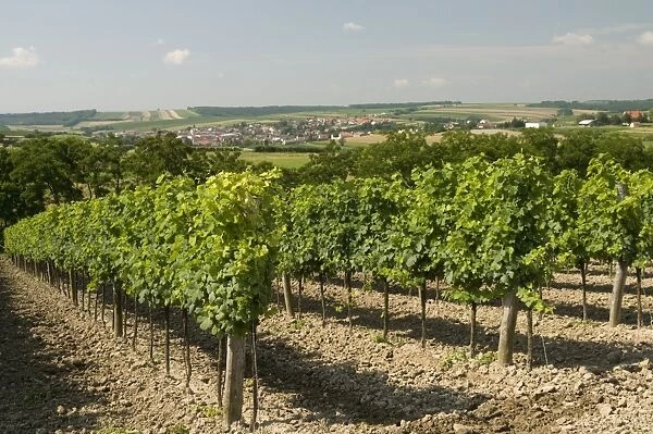 Vineyard above village of Schrattenberg, Niederosterreich, Austria, Europe